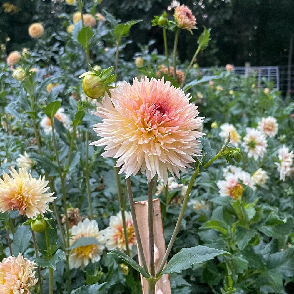 Lakeview Peach Fuzz