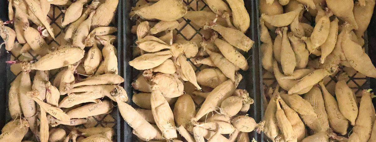 Piles of sprouting dahlia tubers