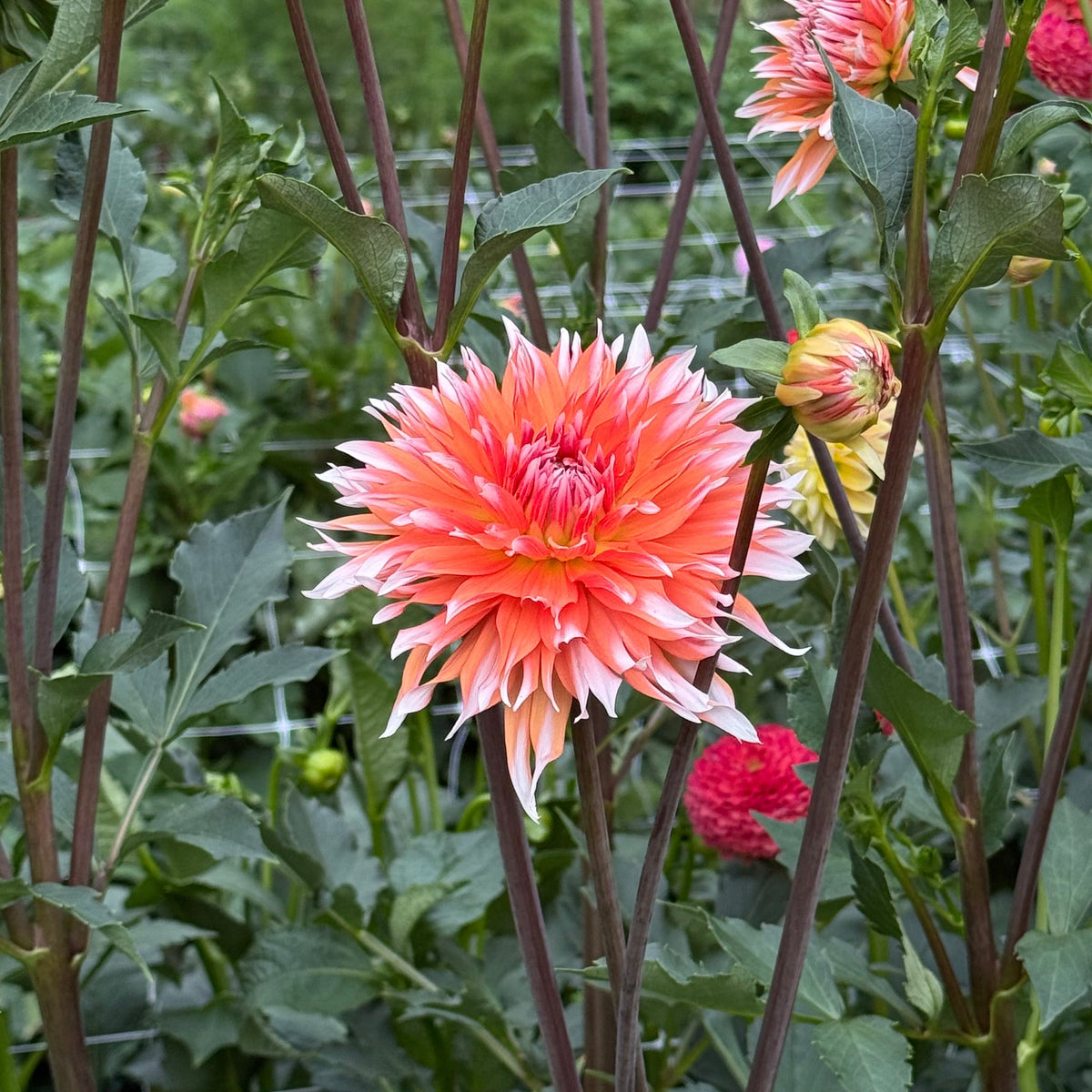 Apelsini Sniega (Orange & Snow)