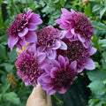 Abigail (1 per order)