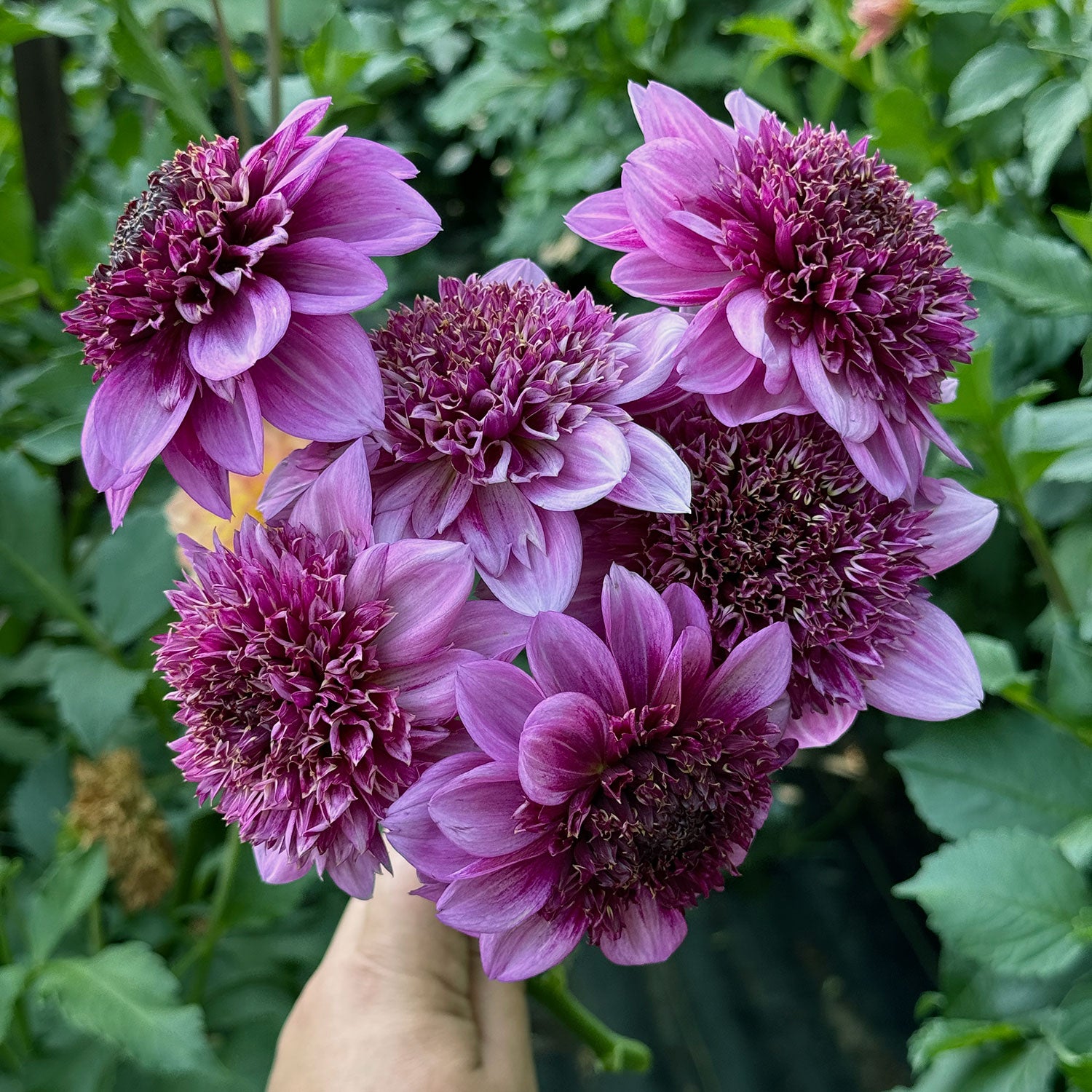 Abigail (1 per order)