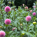 Bracken Rose (US)