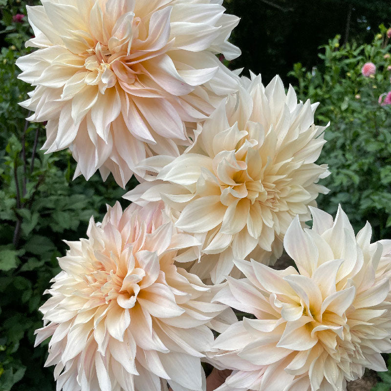 Cafe au Lait or Cafe au Lait Twist
