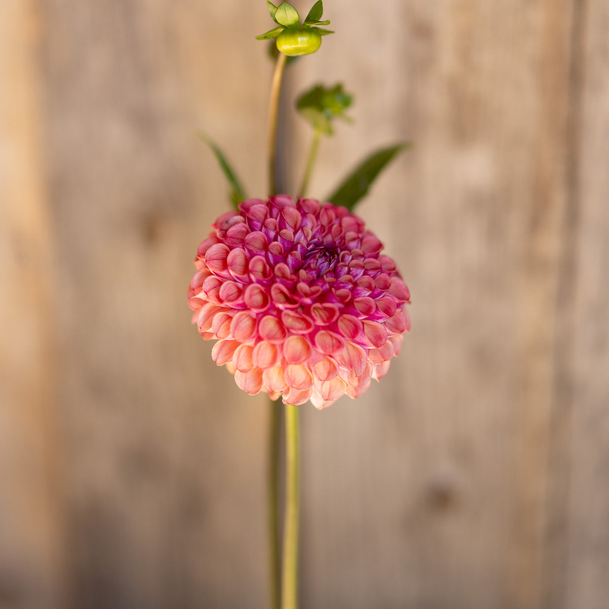 A single pink dahlia flower with green stems and buds, photographed against a softly blurred rustic wooden background.