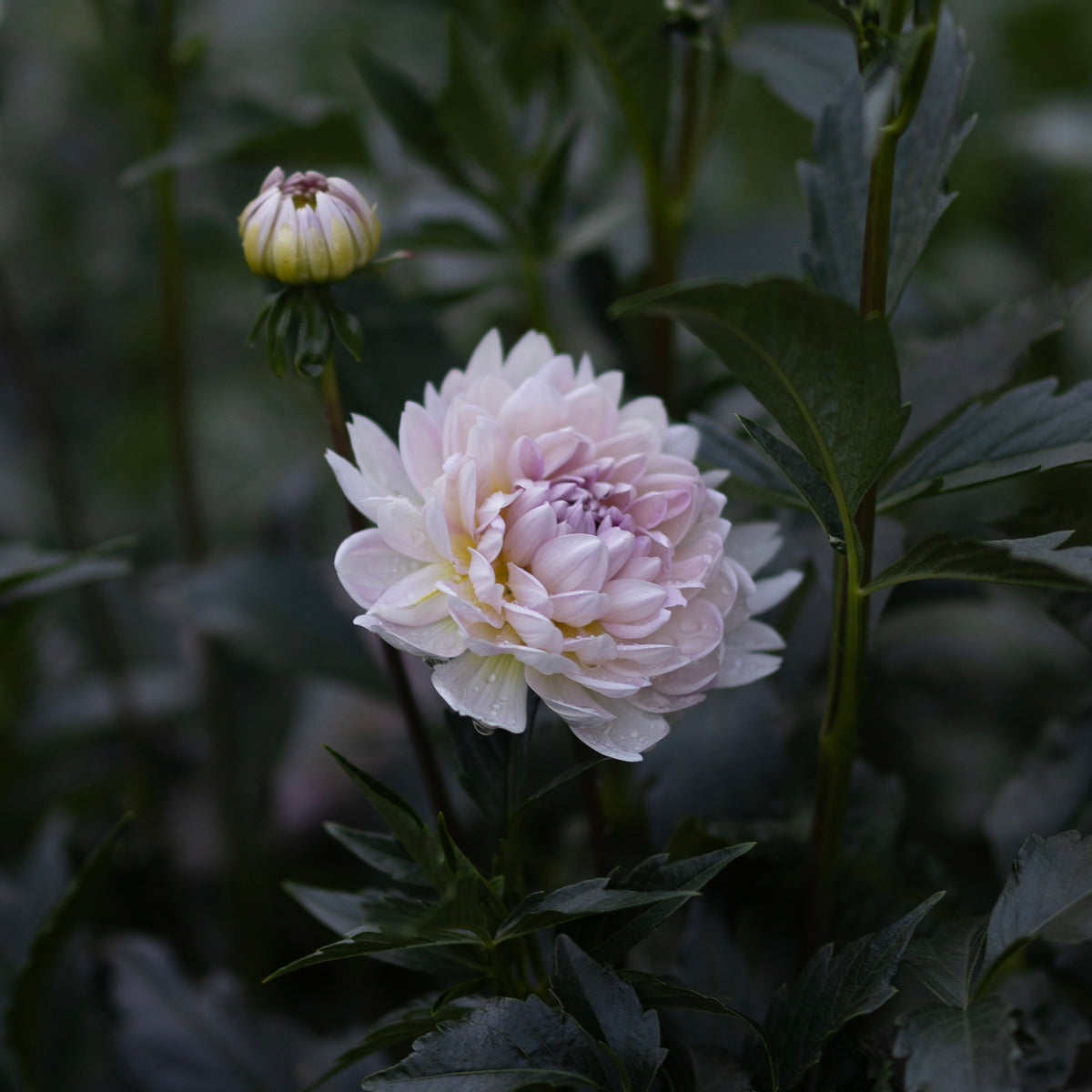A pale pink dahlia flower in full bloom surrounded by dark green leaves, with a second bud visible in the background.