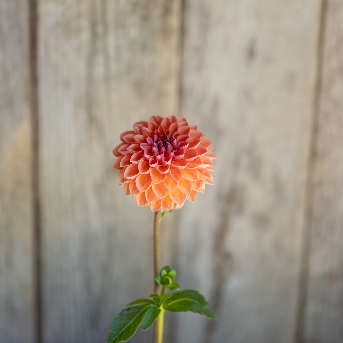A single peach-orange dahlia flower with green leaves on a wooden fence background.