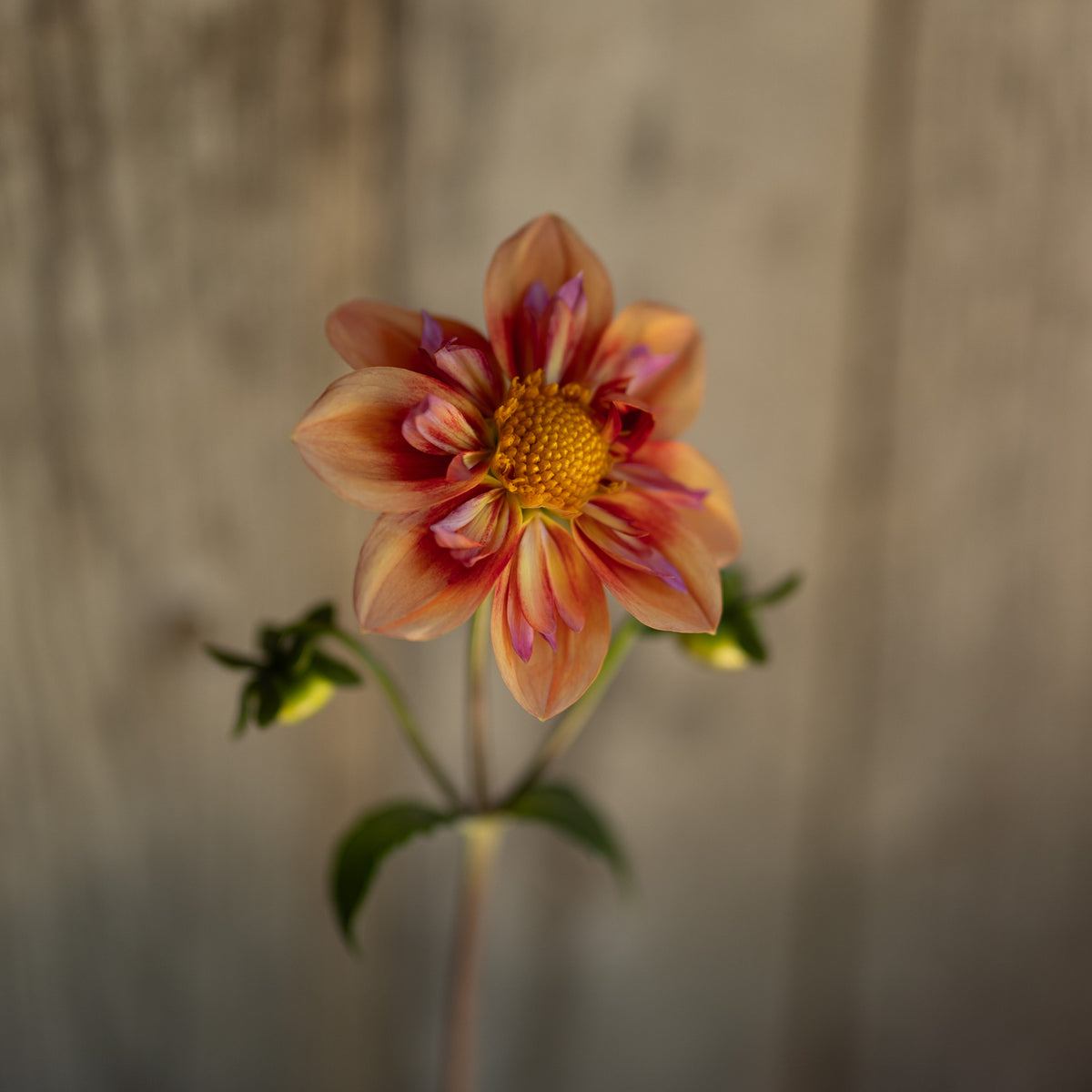 A single dahlia flower with peach, orange, and purple petals and a yellow center, photographed against a softly blurred gray-brown wooden background.