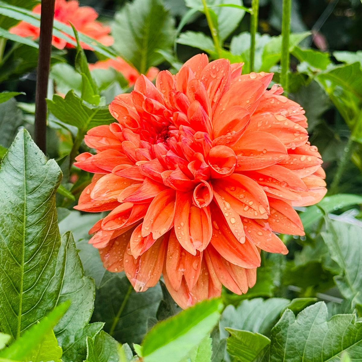 A close-up of a bright orange-red dahlia flower with layered petals and water droplets, surrounded by green leaves in a garden setting.