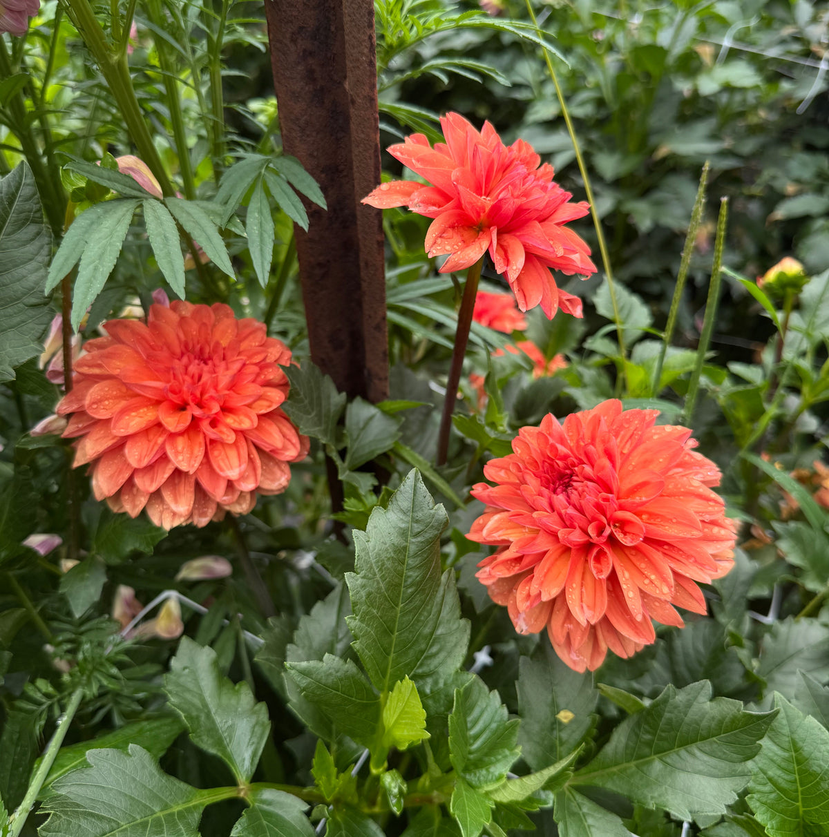 Three vibrant orange-red dahlia flowers with layered petals blooming amidst lush green foliage and a rustic wooden stake in a garden setting.