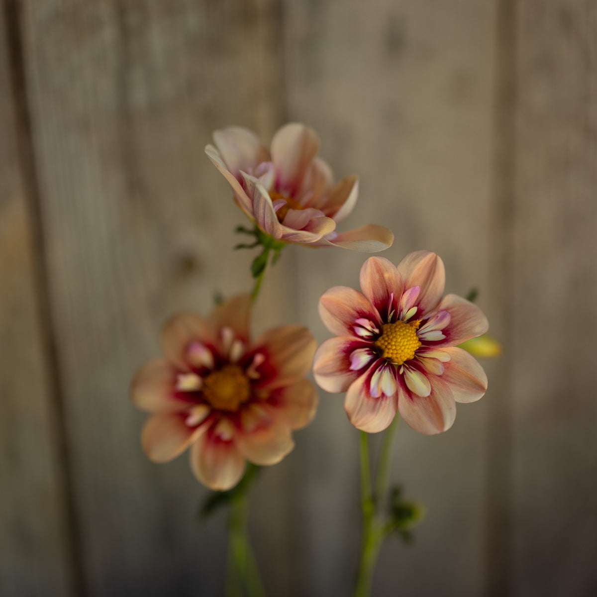 Dahlia Rhubarb & Custard