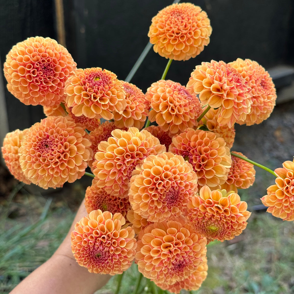 Amber Queen