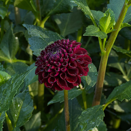 Hollyhill Black Cherry