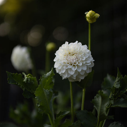 Irish Ruffles