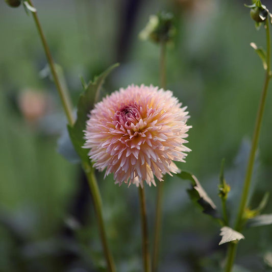 Lakeview Peach Fuzz