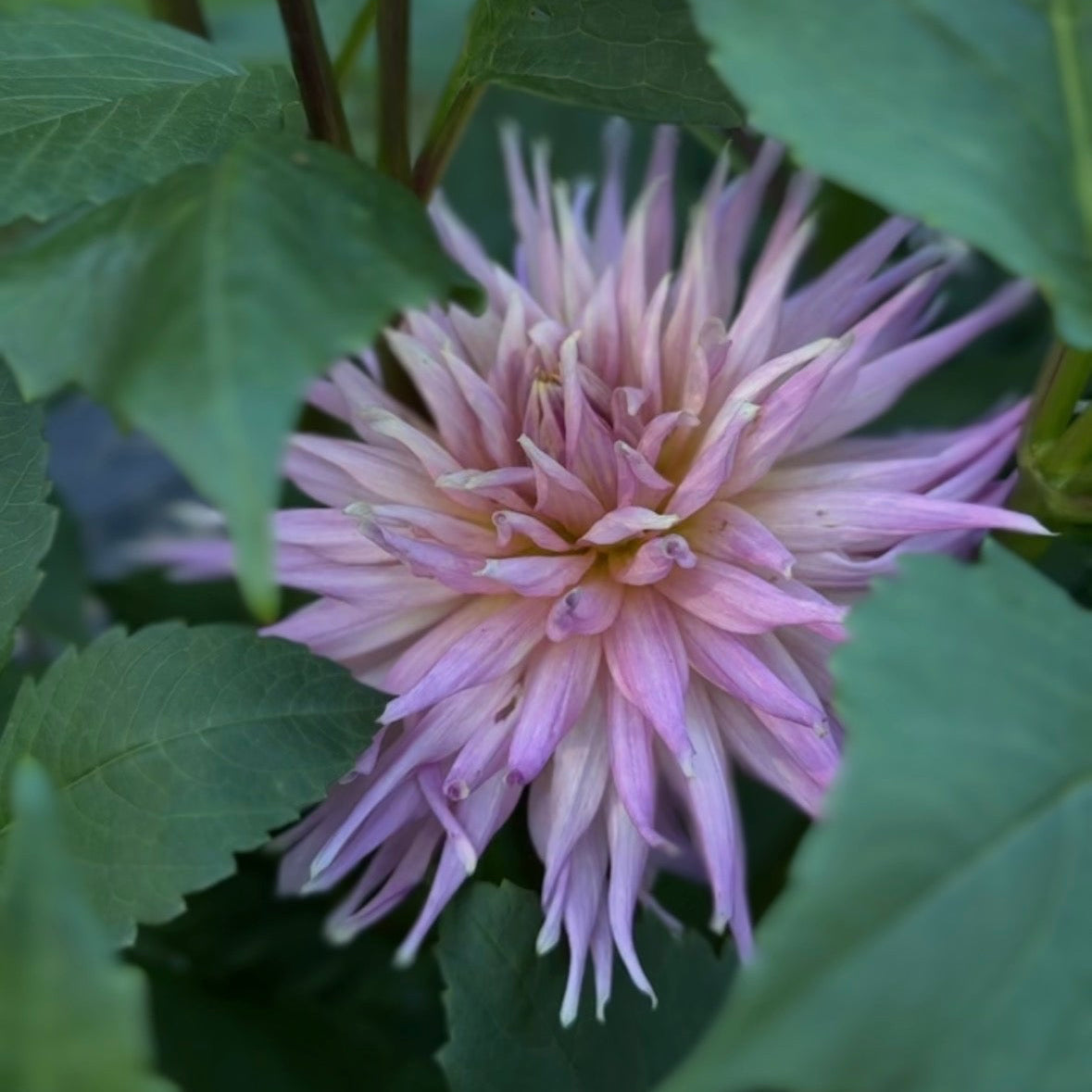 Wynn’s Mauve Mist